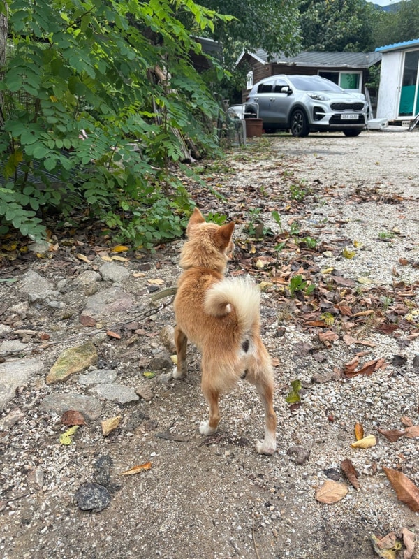 [가평 캠핑장] 가평 계곡있는 캠핑장 추천 금다래 캠핑장...