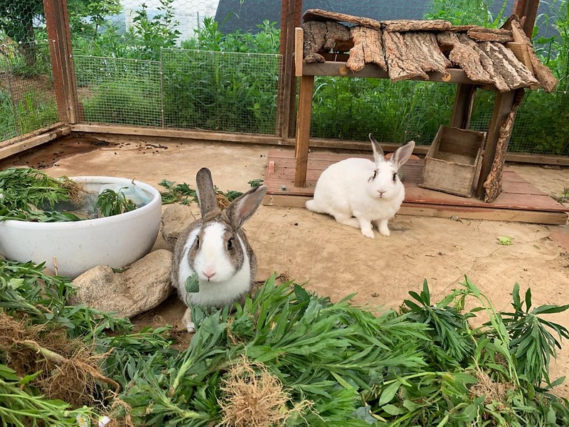 스톤힐 글램핑 시설 사진 15