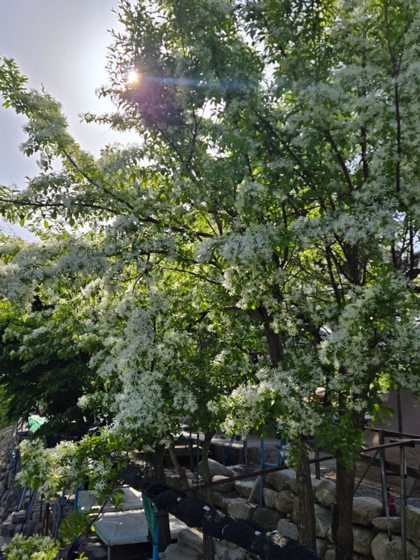 이팝나무 군위 캠핑장 자연 가득했던 군위 솔밭야영장으로...