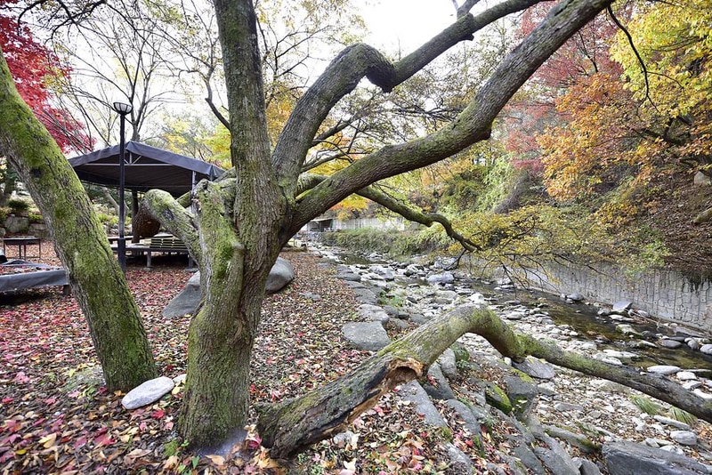 유명산밸리캠핑장 시설 사진 2