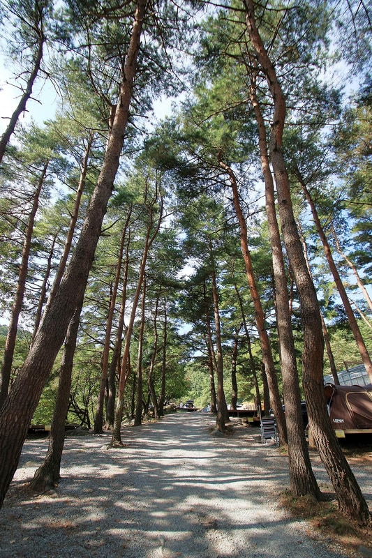 대관령 솔내음 오토 캠핑장 시설 사진 6