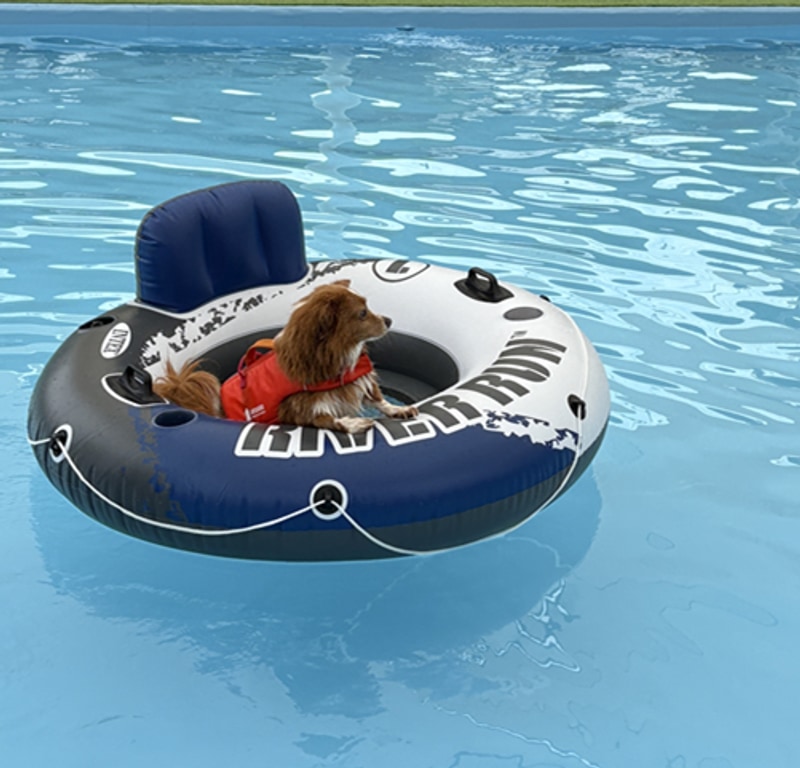 가평 아워포레스트 반려견캠핑장에서 시원하게 물놀이