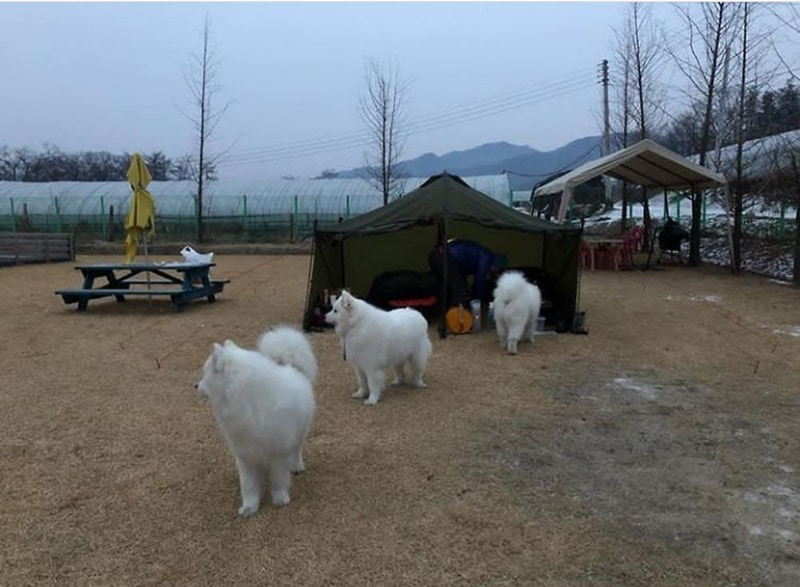 랩도그빌애견캠핑장 시설 사진 24
