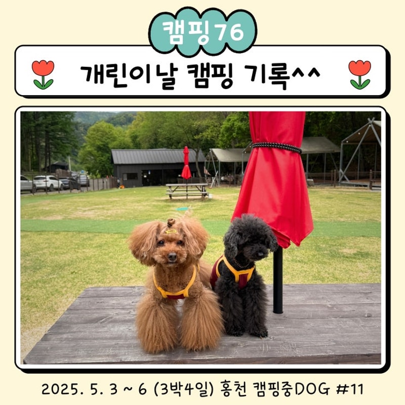[캠핑76]너무 추웠던 어린이날 캠핑 캠핑중DOG #11