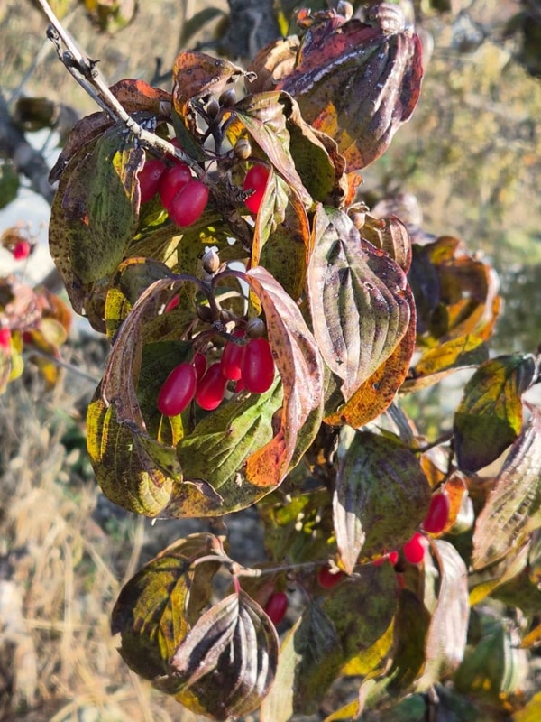 단풍과 불빛이 어우러진 가을의 밤, 고성라벤더캠핑장