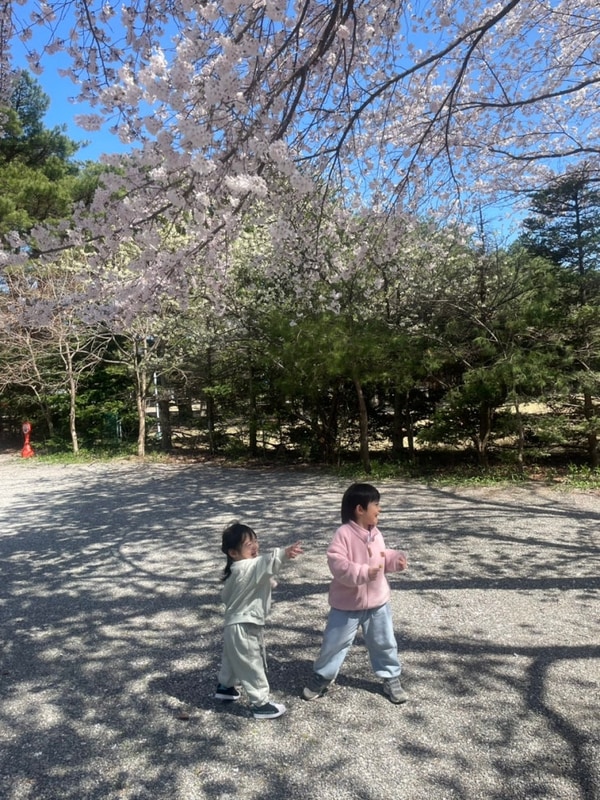 아이와 벚꽃 캠핑, 강원도 '양양 솔바다 캠핑장'