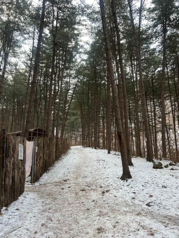 동계 백패킹 가평 호명산 잣나무숲속 캠핑장 5번테크 강추