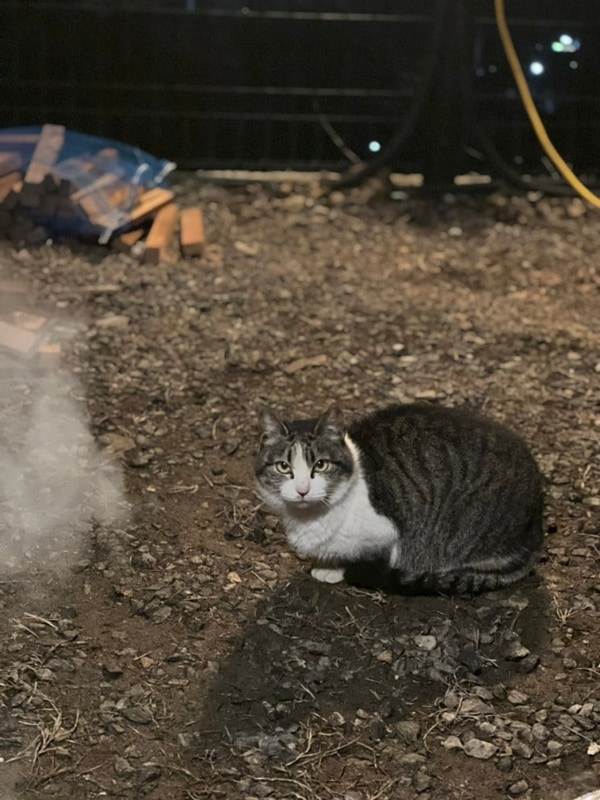 양주_하늘캠핑장(2/28 - 3/2) 여행기록을 가장한 고양이탐색
