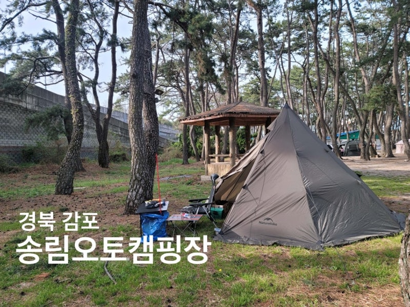 경북 감포 송림오토캠핑장 - 바닷가 송림 울창한 자연친화캠핑장