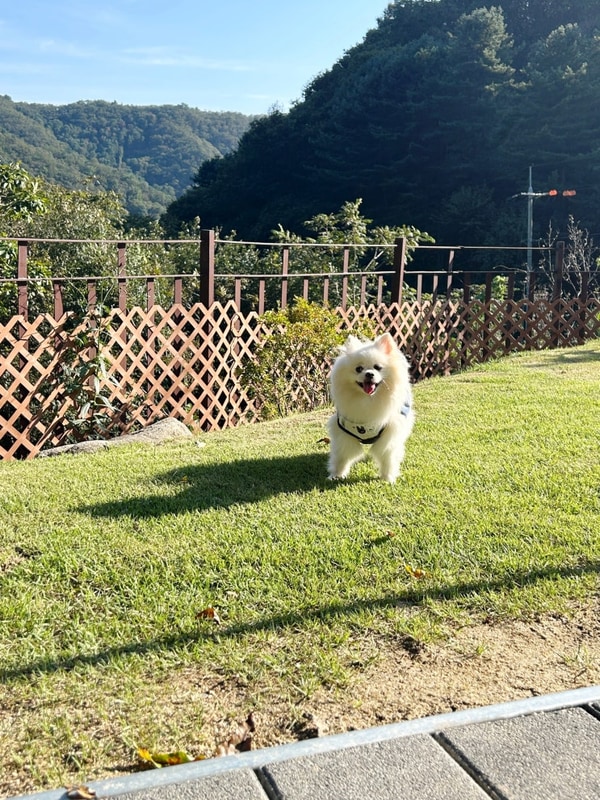 반려견동반 가평 글램핑 '캠프위드펫&애견글램핑'
