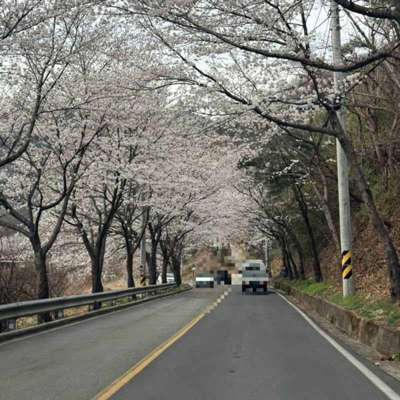 양산 청수가든캠핑장 벚꽃캠핑 3/29 개화상황, 전체 사이트