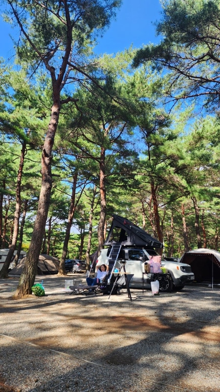 양양캠핑장 양양캠프장 반려견동반캠핑장 후기 싸이트 시설...