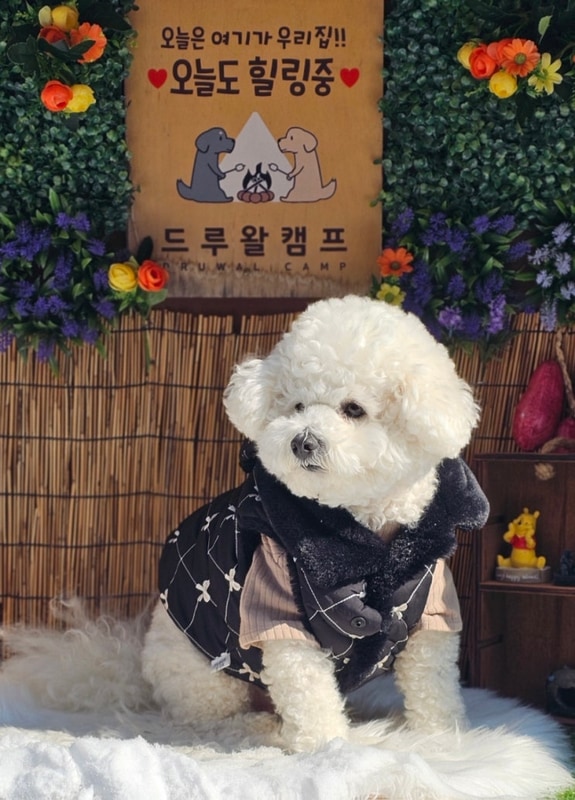 [홍천]나혼자산다 키애견캠핑장 강아지천국 개별울타리 드루왈...