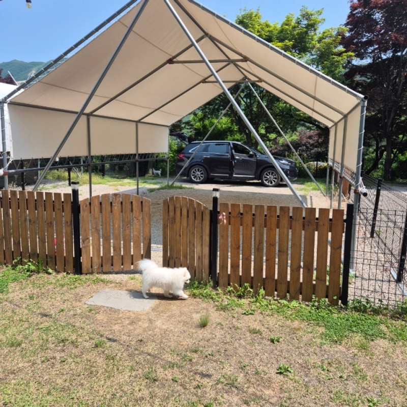 강원도 양구 애견동반 캠핑 민트초코캠핑장 (2)