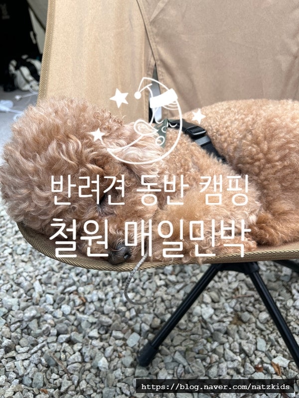[반려견 동반 캠핑] 철원매일민박캠핑장