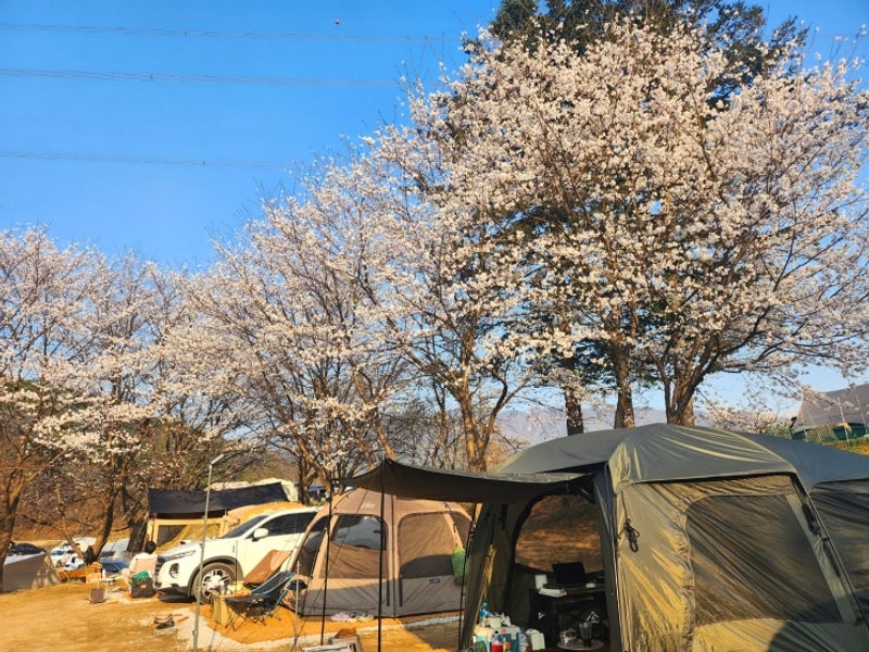 서울근교 벚꽃명소 캠핑장 추천 용인 반딧불 캠핑장