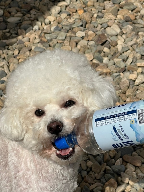 경북 애견동반캠핑장 청도 벨캠핑장 이팝나무 15번 후기