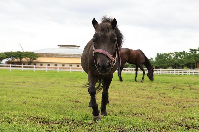 베르아델 승마클럽 시설 사진 7