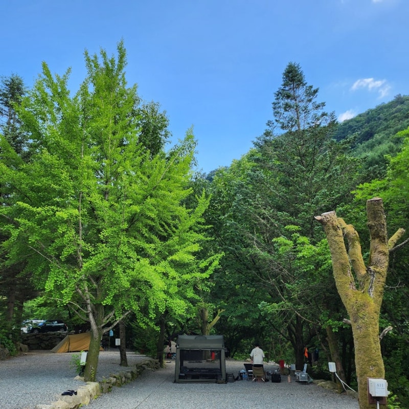 1박2일 가평 계곡 캠핑장 | 자우림캠핑장 [사이트 A9]