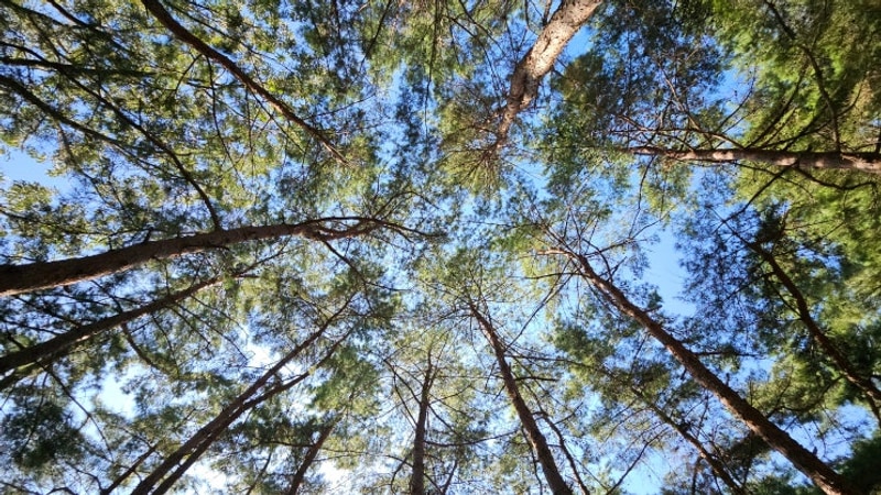 칠곡 송정자연휴양림 캠핌