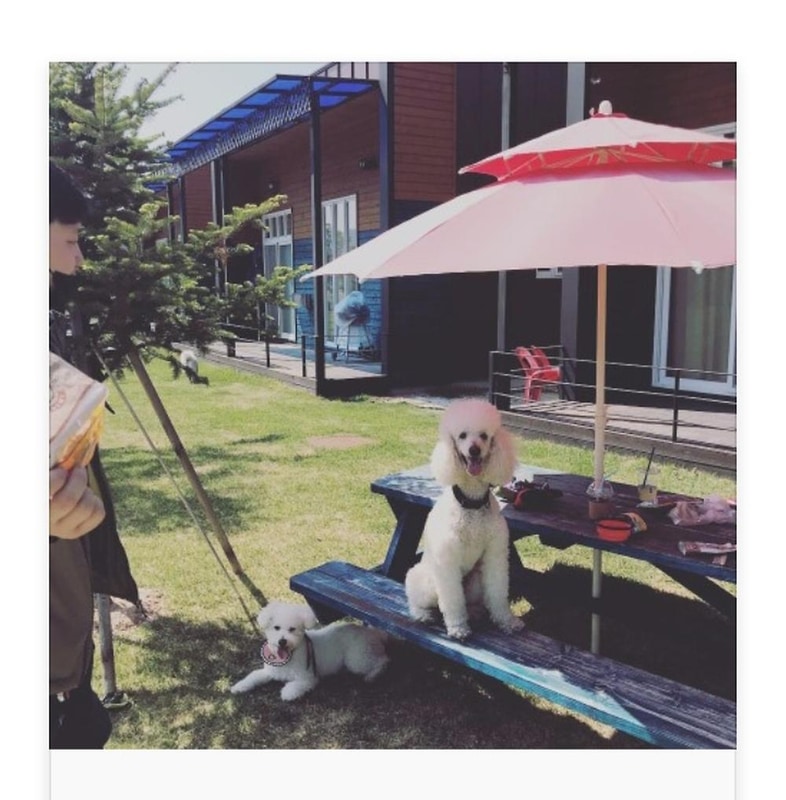 랩도그빌애견캠핑장 시설 사진 6