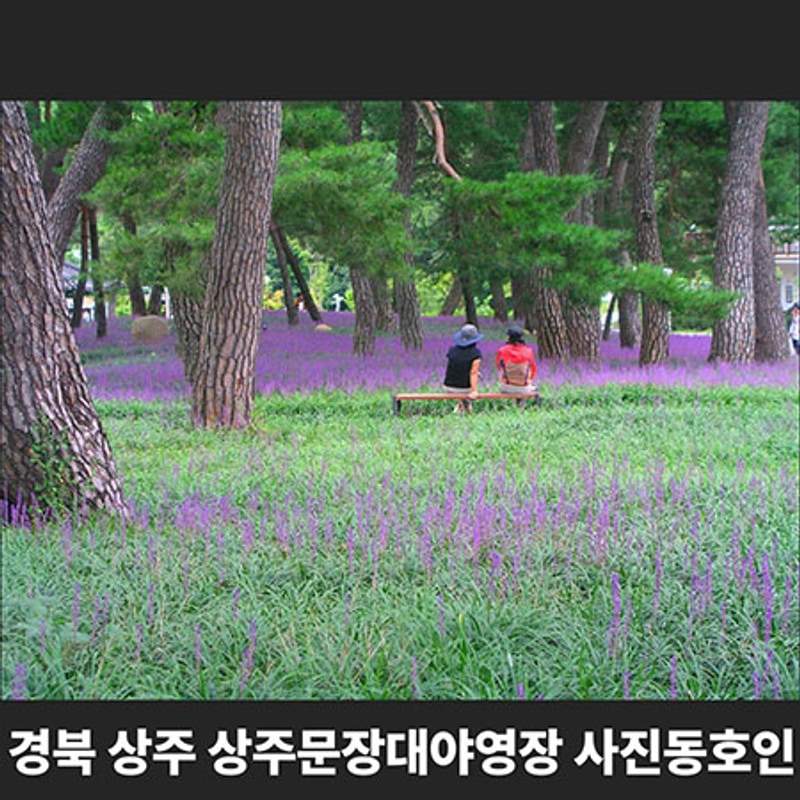 경북 상주 상주문장대야영장 사진동호인