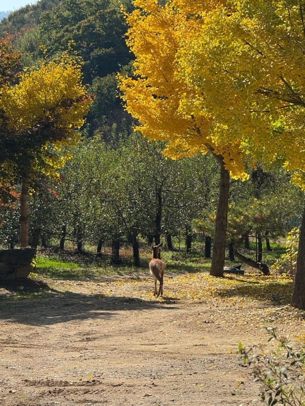 충주 햇살아래캠핑장 (camping 34th)