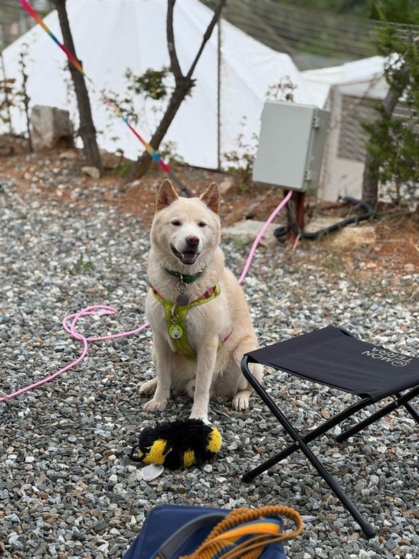 대형견(중형견)과 함께한 홍천 태극캠핑장