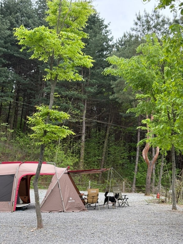 홍천 비발디캠핑파크 노일점 비발디사이트