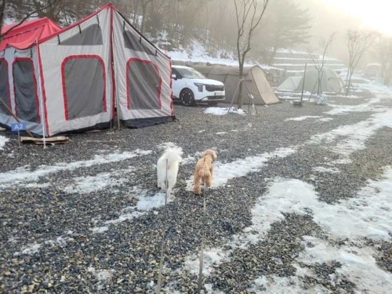 강원도 횡성 월현포레스트, 애견동반 캠핑장 , S2 S1 사이트