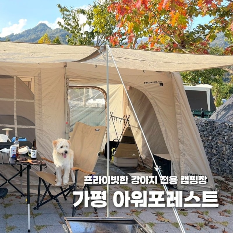 가평 아워포레스트 애견전용캠핑장 개별울타리/수영장...