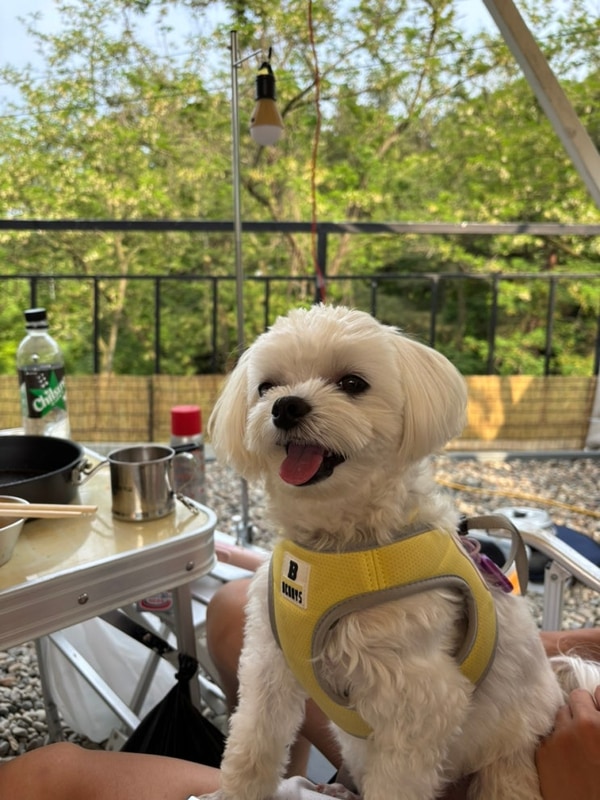 애견동반 캠핑장_가평 나아정 캠핑장