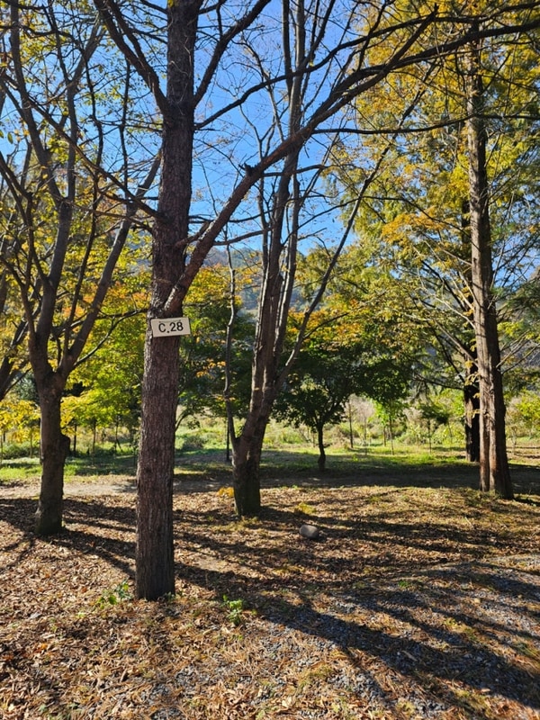 영월 보보스캇 C28 차박 1박 2일! (feat. 판운 섶다리 축제)