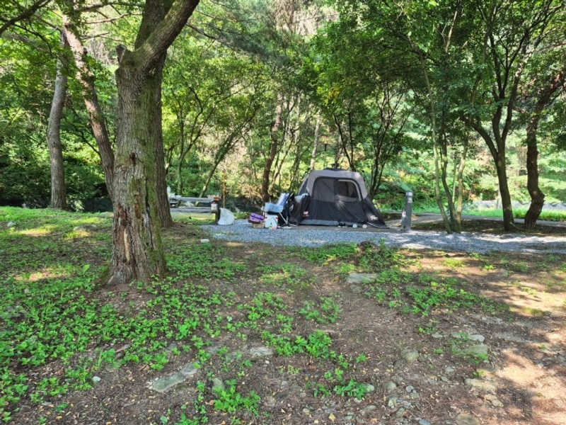 선이랑 제이비랑 평창으로 여름 휴가 (평창국민여가캠핑장)