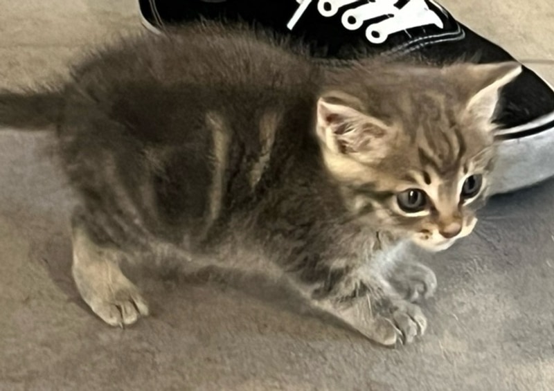 경기 포천 메이플글램핑 아기고양이가 있는 숙소