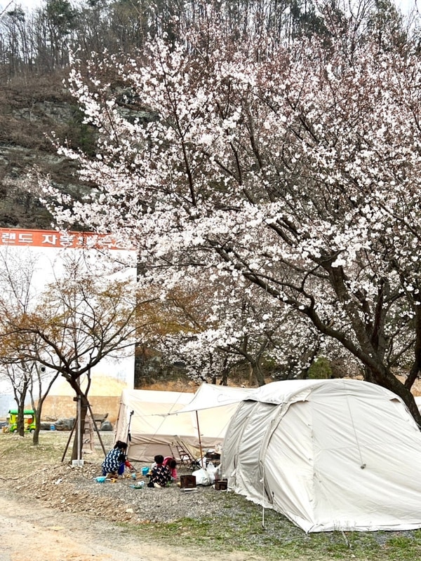 5th) 경북 영천드림랜드오토캠핑장(벚꽃캠)