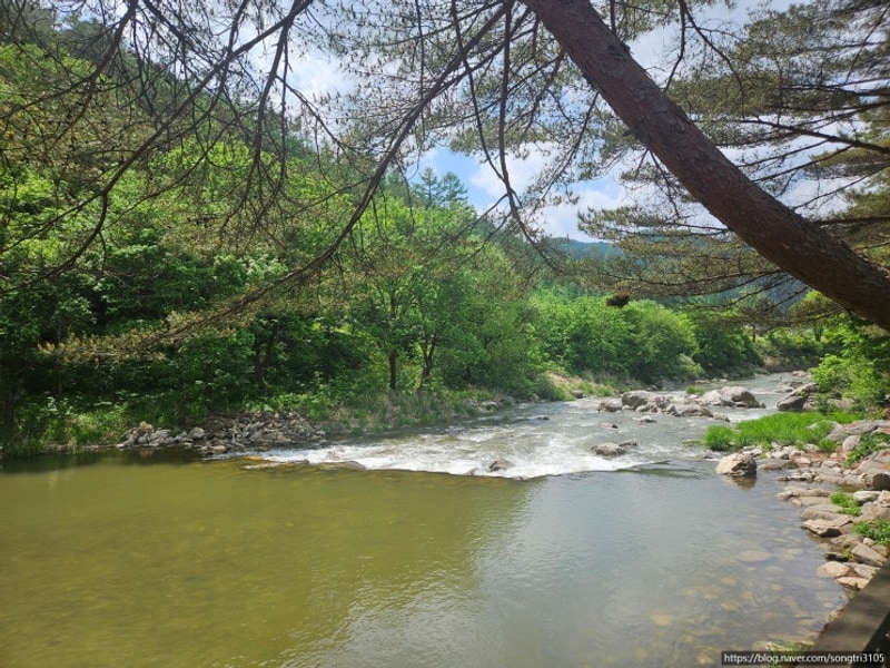 [캠핑/영월] 느티나무 캠핑장