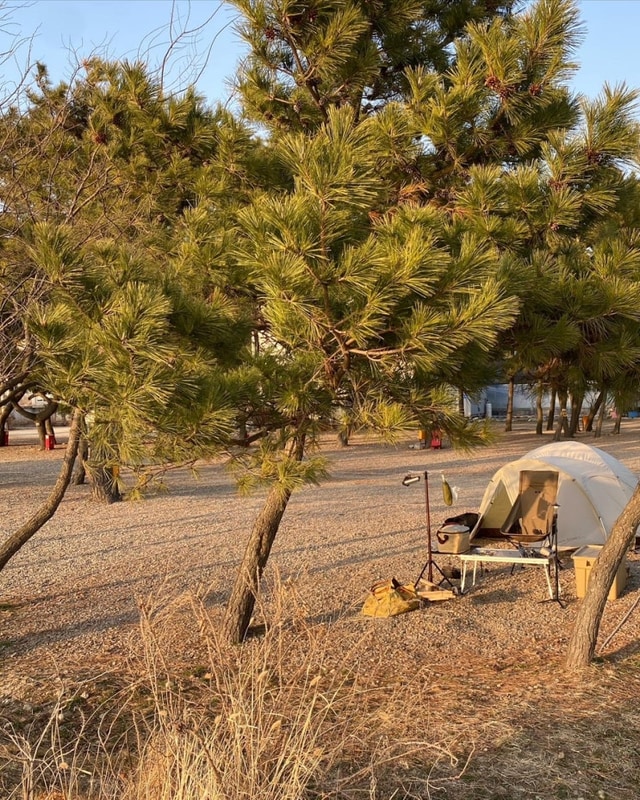 소나무와 어우러진 바다 뷰, 안산 대부도 '비치캠핑장'  (솔캠...
