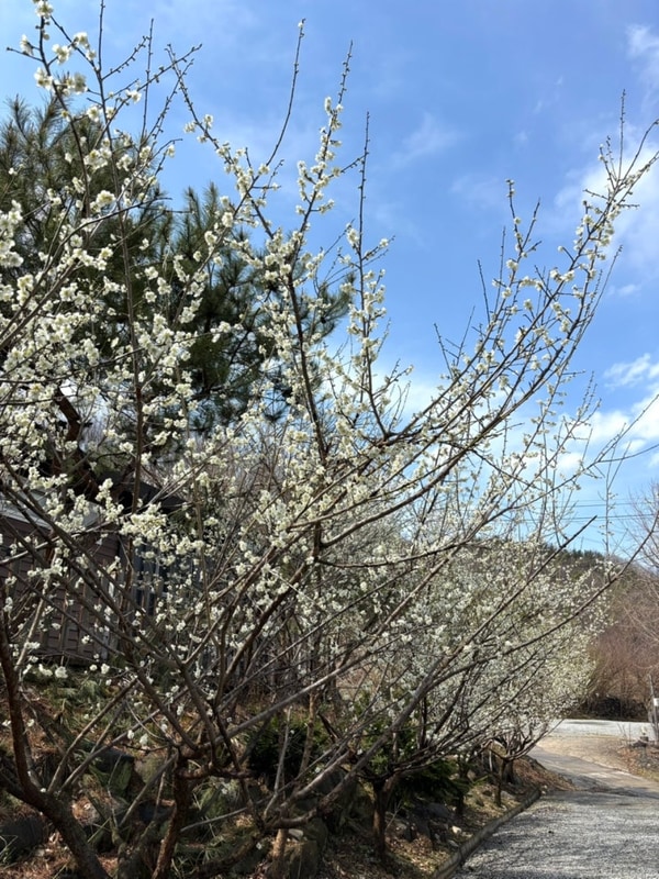세종 벚꽃 오토캠핑장 [풍성채] B동 1,2번 사이트
