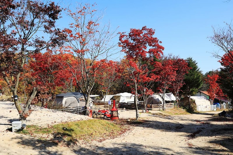 위드독스in포천 시설 사진 12