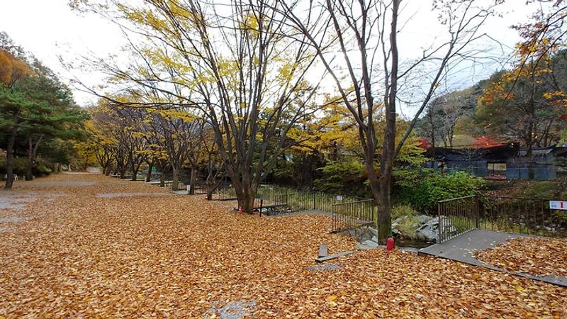 오카나간캠핑장 대표 사진