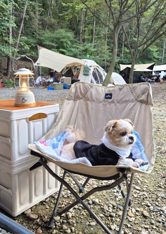 용인 숲속캠핑장 싱글벙글 캠핑장 우중캠핑 애견동반 가능...