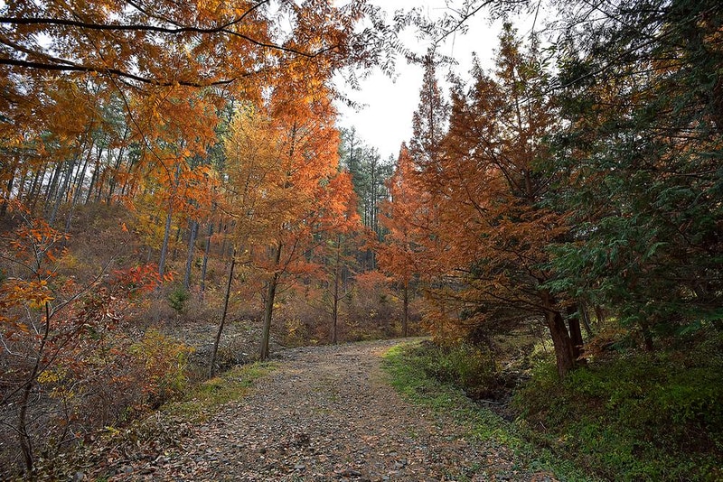 옥화 자연휴양림 국민여가캠핑장 시설 사진 4