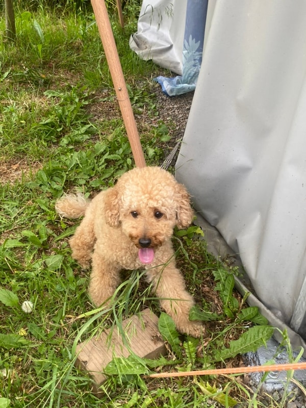 [당진 애견동반 숙소 추천, 러빙유 카라반 캠핑장] 홍철이랑...