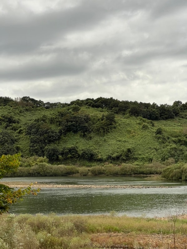 [경기도 애견동반 캠핑장] 연천 강변나루 캠핑장 @A1 사이트