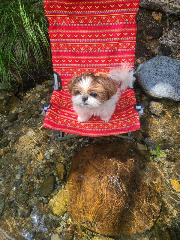 반려견동반캠핑)홍천 물가솔솔캠핑장