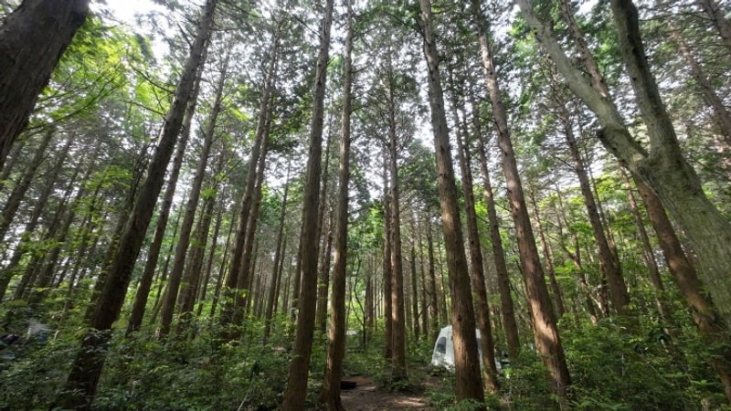 힐링 캠핑 [서귀포자연휴양림 야영장] 20250606~08