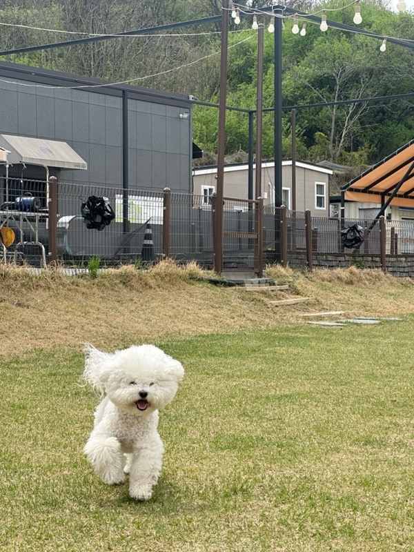 아산 | 반려견 전용 캠핑장 '캠프 정감'