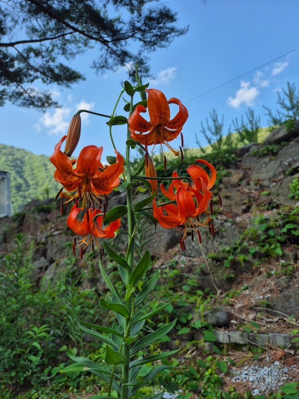 파인트리캠핑장 시설 사진 20