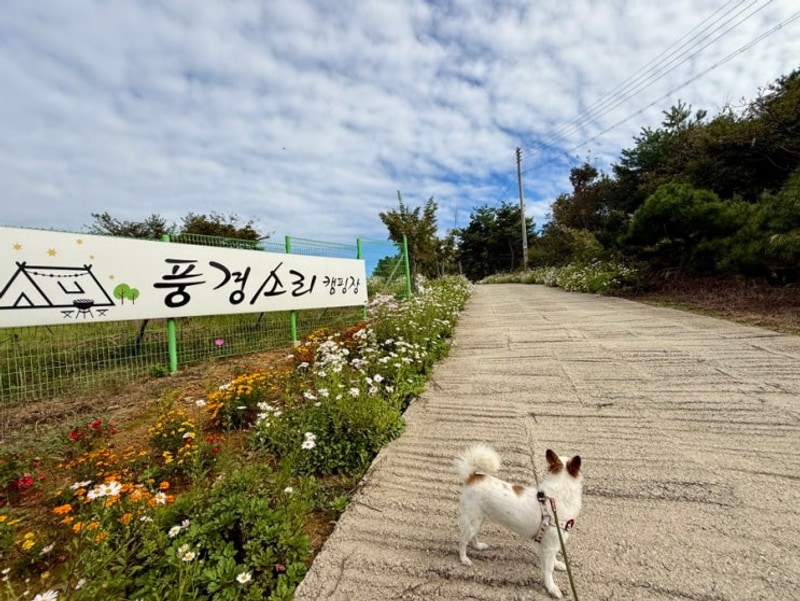 전북 정읍 옥천호 뷰 애견동반 캠핑장 [풍경소리캠핑장]